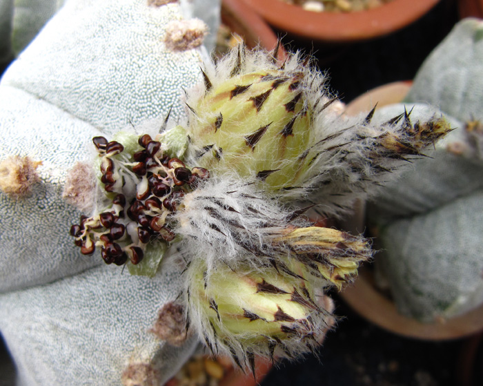 Astrophytum myriostigma seed pod